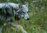 A young wolf near a picnic area on the Banff Parkway. (photo: Mike Drew, Postmedia News)