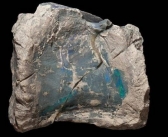 One of the fossil vertebrae of Fostoria. (photo: Robert A. Smith, Australian Opal Center)