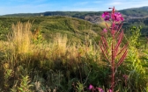 Fireweed blooms in late summer 2021 at the Poker Flats reclamated area near Healy, Alaska.