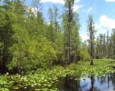 Okefenokee Swamp near Fargo, Ga.